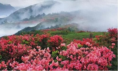 中国最美十大名花排行榜(真正的十大名花)插图40