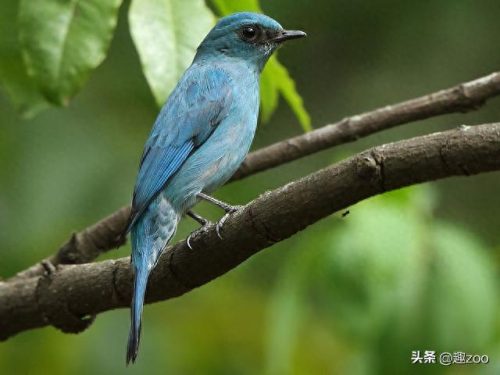 世界十大白色生物排行榜(十大常见白色蘑菇)插图9