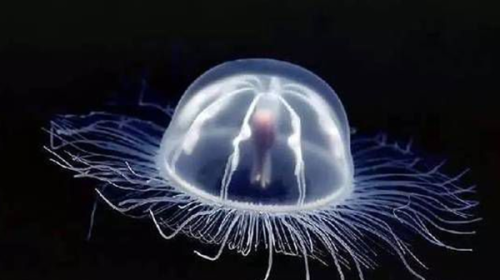 世界四大永生生物(永不死亡的动物)插图1