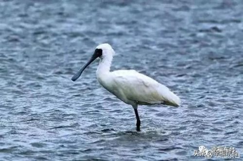 盐城品质硅藻泥排名前十(盐城耐用硅藻泥哪家好)插图9 盐城品质硅藻泥排名前十(盐城耐用硅藻泥哪家好)插图9