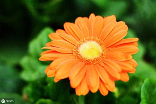 世界十大名花排行榜图片(全球十大名花排名)