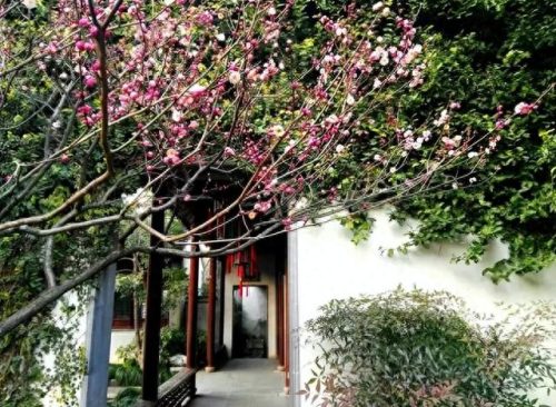中国十大木材排行榜图片(国内十大木材排名)插图11