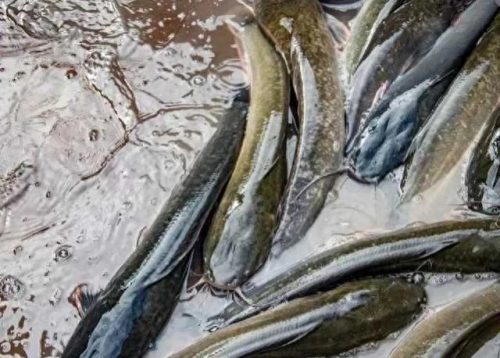 十大不健康的鱼类排行榜(鱼类催产激素排行榜)插图1