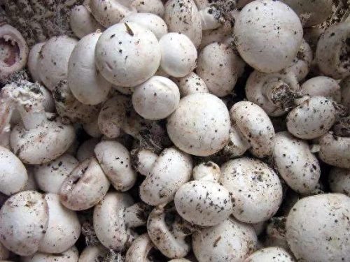 南通最大农贸市场排名前十(南通人气农贸市场)插图11