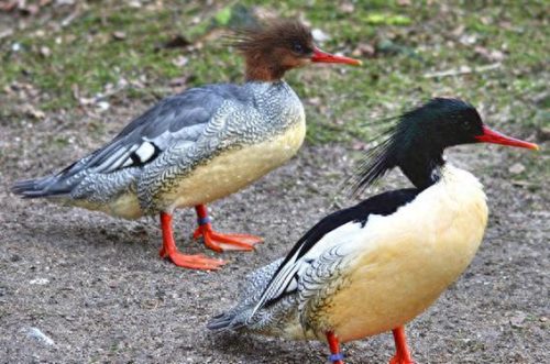 国家保护动物价格排名前十(麻雀是几级保护动物)插图4