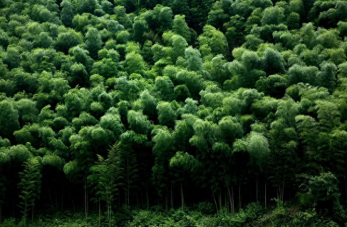 中国十大竹海景区排行榜(中国竹海景点排名前十名)插图7 中国十大竹海景区排行榜(中国竹海景点排名前十名)插图7