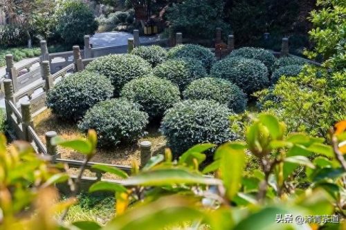 十大茶叶产品排行榜前十名(过期茶叶十大妙用)插图22