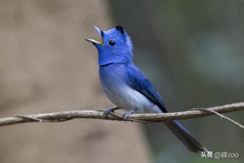 世界十大白色生物排行榜(十大常见白色蘑菇)插图5