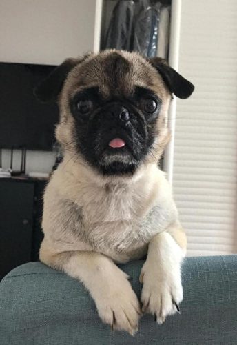 全国十大宠物险品牌排行榜(宠物奶粉十大排名)