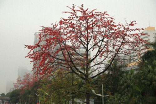 南宁十大名花排行榜图(广西什么花最出名)插图3