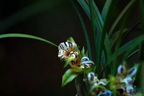 中国最美十大名花排行榜(真正的十大名花)插图24
