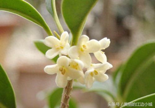 文化中的十大名花排行榜(真正的十大名花)插图8