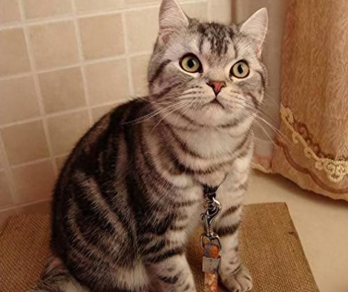 十大猫价格排行榜图片(养英短猫十大禁忌)插图6