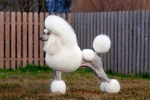 世界十大最可爱的狗排行榜(世界十大最可爱动物)插图4