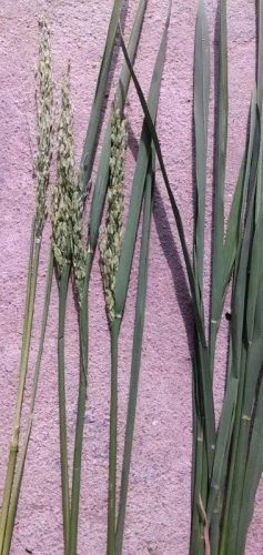 连云港水稻排名前十(目前连云港水稻价格)插图12 连云港水稻排名前十(目前连云港水稻价格)插图12