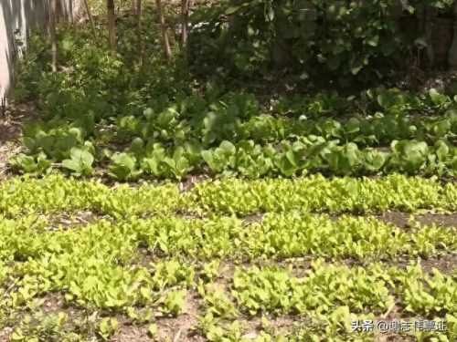 苏州家庭花卉肥料排名前十(国内知名花卉肥料品牌)插图6 苏州家庭花卉肥料排名前十(国内知名花卉肥料品牌)插图6