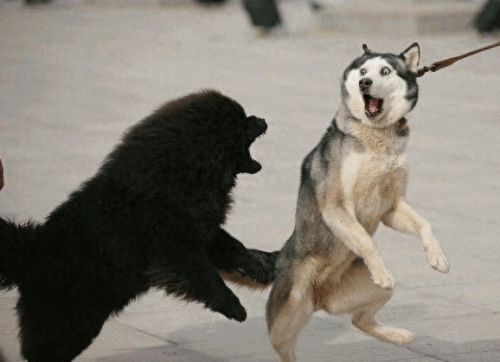 十大挑事的狗排行榜(体质最好的狗排行榜)插图7