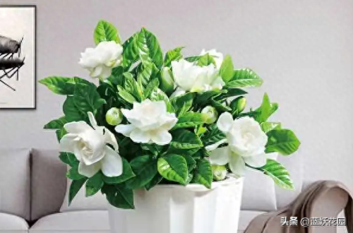 十大香水香味排行榜前十名(香水淡香排行榜前十名)插图2 十大香水香味排行榜前十名(香水淡香排行榜前十名)插图2