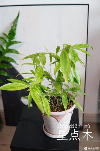 十大放心植物排行榜图片(十大最旺办公室的植物)插图35