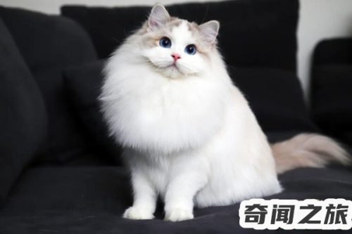 多少钱买一只布偶猫(2020年布偶猫多少钱一只)