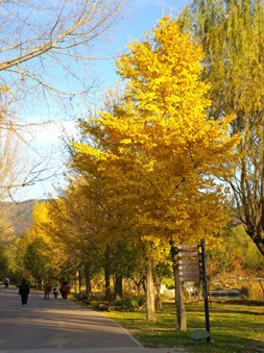 十大最长寿的树种排行榜(中国十大珍贵树种图片)插图2