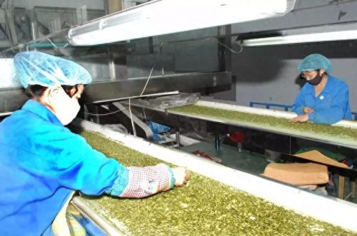 向日葵十大品牌排行榜(老站长推荐向日葵)插图5