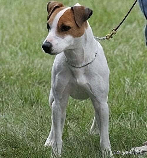 十大名牌小型犬排行榜图片(中国十大品牌小型犬)插图6