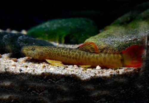 十大野生观赏鱼排行榜(中国本土观赏鱼大全)插图3