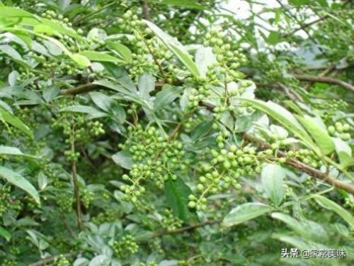 花椒十大品牌排行榜前十名(十大花椒品牌排名)插图2