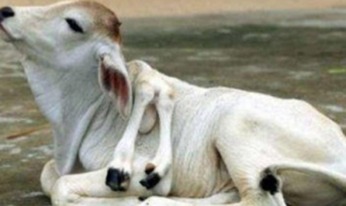 柬埔寨泰牛(六足巨人)插图4 柬埔寨泰牛(六足巨人)插图4