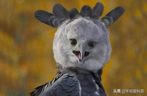 世界十大飞禽实力排行榜(中国十大飞禽排行榜)