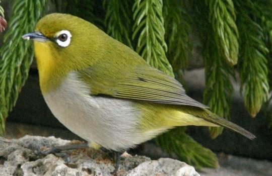 国家保护动物价格排名前十(麻雀是几级保护动物)插图2