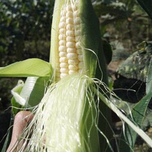 十大彩甜糯玉米品种排行榜(糯玉米品种前十名)插图1 十大彩甜糯玉米品种排行榜(糯玉米品种前十名)插图1