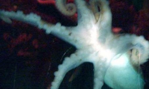 柬埔寨泰牛(六足巨人)插图9 柬埔寨泰牛(六足巨人)插图9