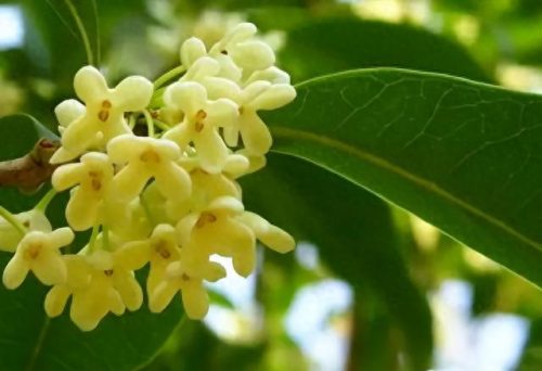 中国最美十大名花排行榜(真正的十大名花)插图68