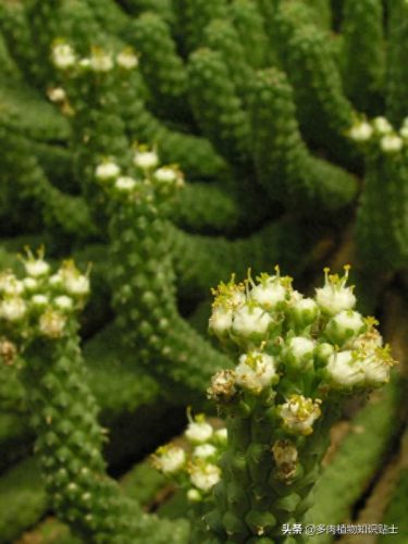 十大麒麟多肉排行榜第一(十大最受欢迎的多肉)插图1