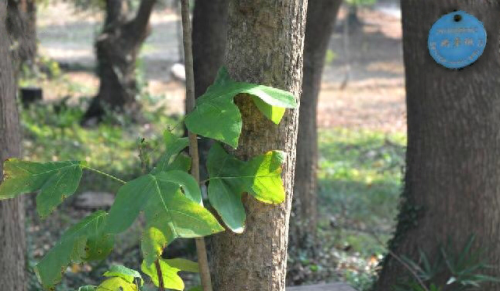 十大最长寿的树种排行榜(中国十大珍贵树种图片)