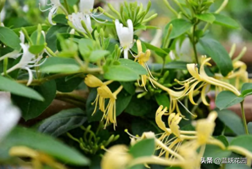 十大香水香味排行榜前十名(香水淡香排行榜前十名)插图4 十大香水香味排行榜前十名(香水淡香排行榜前十名)插图4