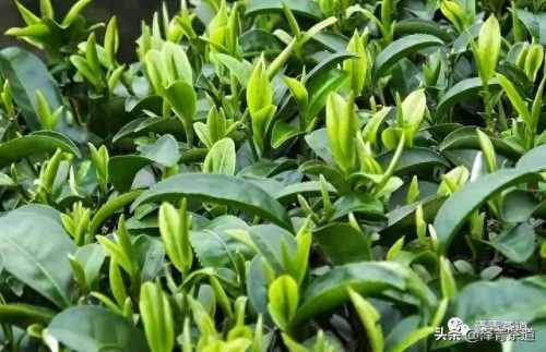 十大茶叶产品排行榜前十名(过期茶叶十大妙用)插图27