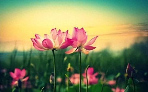 中国最美十大名花排行榜(真正的十大名花)插图51