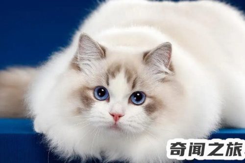 多少钱买一只布偶猫(2020年布偶猫多少钱一只)插图 多少钱买一只布偶猫(2020年布偶猫多少钱一只)插图