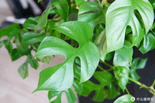十大放心植物排行榜图片(十大最旺办公室的植物)插图16