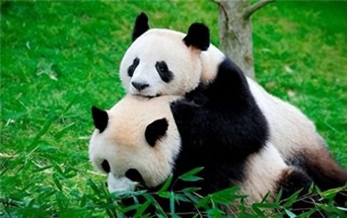 中国珍稀动物排名前十图片(油管评论中国动物)插图5