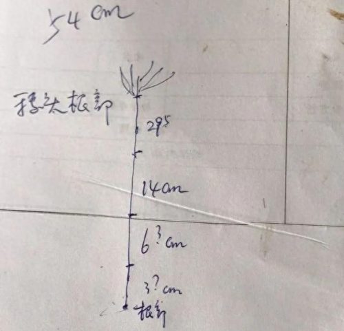 连云港水稻排名前十(目前连云港水稻价格)插图4 连云港水稻排名前十(目前连云港水稻价格)插图4