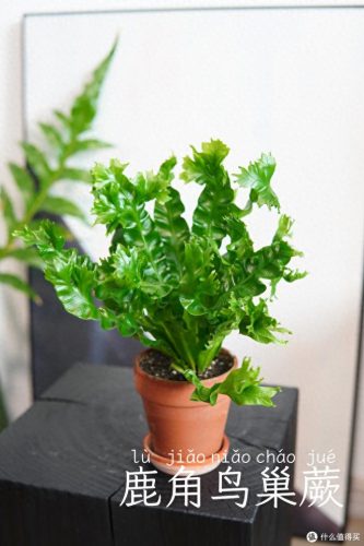十大放心植物排行榜图片(十大最旺办公室的植物)插图39