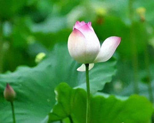 中国最美十大名花排行榜(真正的十大名花)插图53