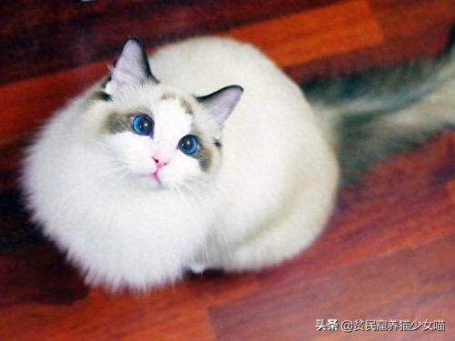 十大萌猫前十名排行榜(地表最好的猫排名)插图20