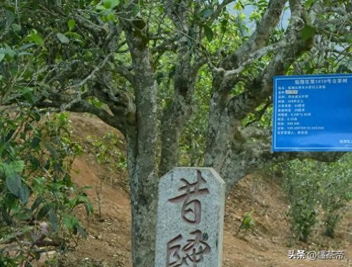 十大茶叶品牌排行榜普尔茶(中国最好的茶叶品牌)插图6