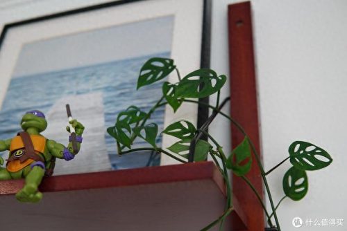 十大放心植物排行榜图片(十大最旺办公室的植物)插图50