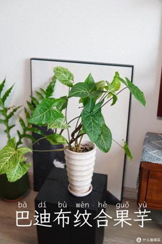 十大放心植物排行榜图片(十大最旺办公室的植物)插图21